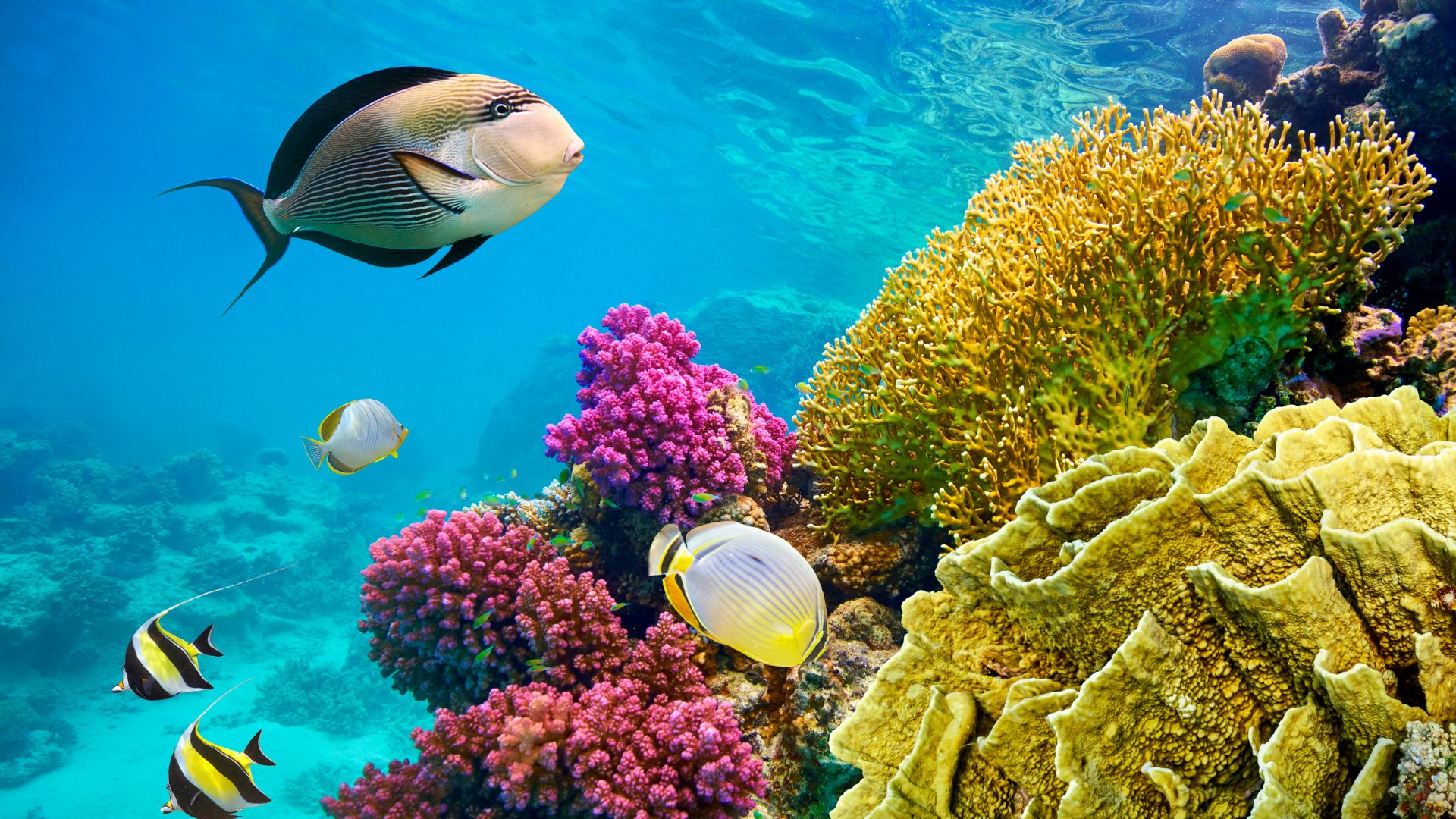 Нова Година 2026 в Шарм ел Шейх, Египет със самолет от София - 5 нощувки